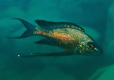 Cyathopharynx sp. 'green flush' Halembe